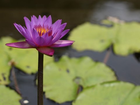 双色球彩票
